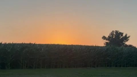 Windy Cornfield at Sunset With Golden Light Stock-Footage 337860758
