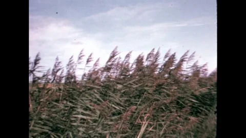 Windy Countryside Landscape Stock Footage 274200175