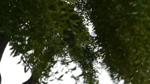 Windy day 3. Stock Footage 668923