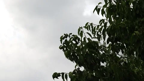Windy day and tree Video stock 134679164