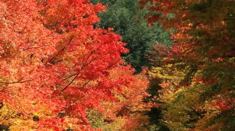 Windy day in autumn forest. Video stock 12613732