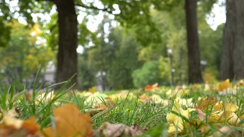 Windy day in an autumn park 스톡 동영상 80690400