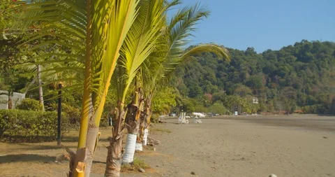 Windy day on the beach with trees Stock Footage 108572288