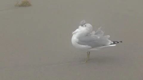 Windy day for a Bird at The beach. 動画素材 139537102