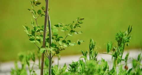 Windy Day with Blooming Plant Close-Up Stock Footage 308243648