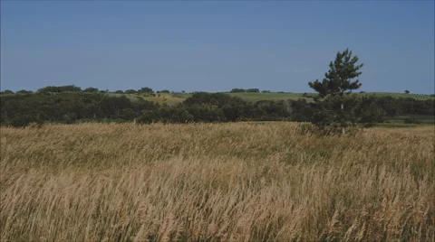 Windy day at the cornfields. 動画素材 67873123