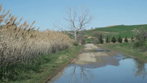 On a windy day, a dead tree is reflected in a puddle of water on a country road. Stock-Footage 150760296
