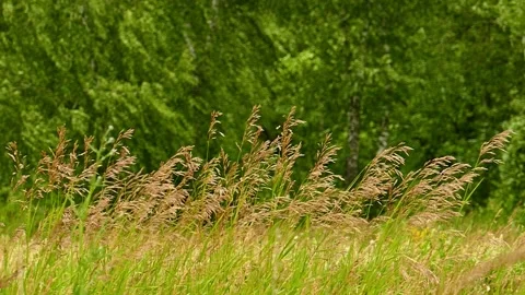 A windy day at the edge of a birch grove Stock Footage 133952002