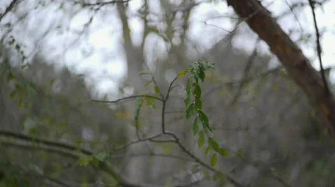 Windy day. Stock Footage 635757