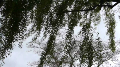 Windy day. Stock Footage 668917