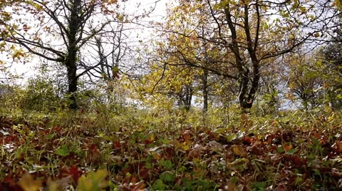 Windy day. Stock Footage 926696