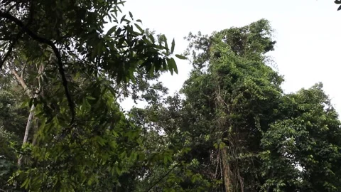 Windy day in forest, tree in jungle Video stock 221556734