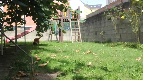 Windy day in the garden Stock Footage 219237851