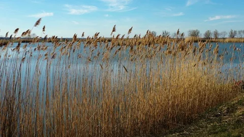 Windy day on a lake,tracking shot of a small lake in the reeds Stock Footage 126197817
