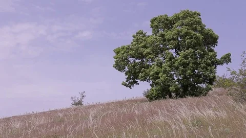 Windy day, landscape with big tree and high grass sky. wind tree grass sky. Stock-Footage 76357739