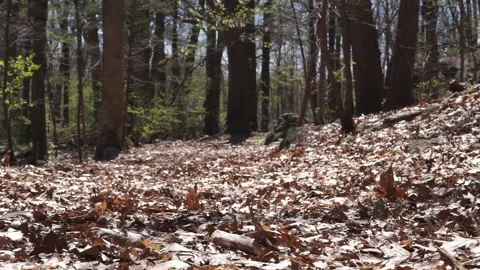 WINDY DAY LEAVES ON GROUND Stock Footage 194007696