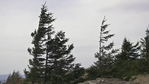 Windy day in mountain forest Stock Footage 276231838