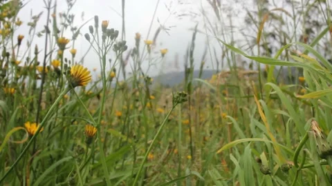 Windy day from the mountains Stock Footage 237527629