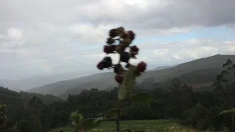 A windy day in the mountains Stock Footage 242756633