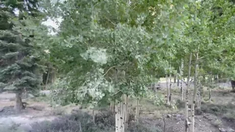 A windy day in the mountains 库存影片 246620214