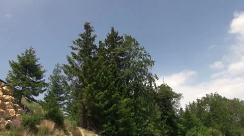 Windy day in the mountains, pine trees, summer day, landscape Stock Footage 31811533