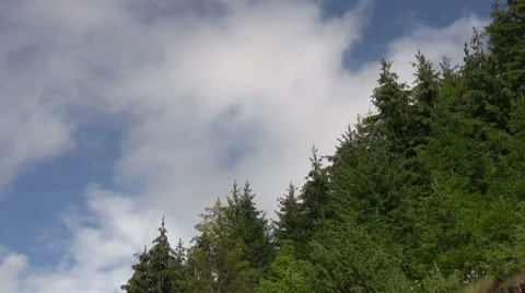 Windy day in the mountains, pine trees, cloud moving, summer day, landscape Stock Footage 31812588