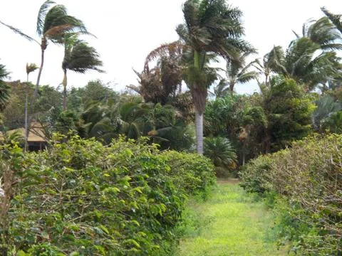 Windy Day in Oahu 库存照片