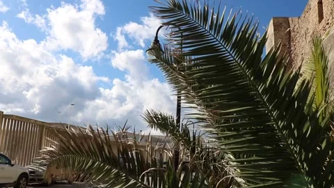 Windy day, palm trees, old castle tarifa Stock Footage 238628334