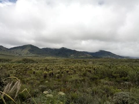 Windy day in a paramo ecosystem. Source of water because of frailejones. Stock Photos