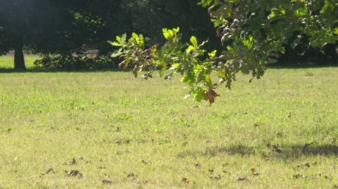 Windy Day at the Park Stock-Footage 58866072