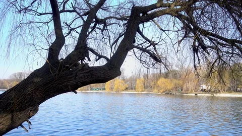 Windy day in the park Stock Footage 87287226