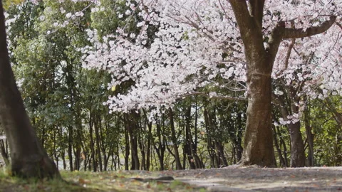 Windy day at the park, sakura cherry blossom petals flying from the tree. Stock Footage 181784168
