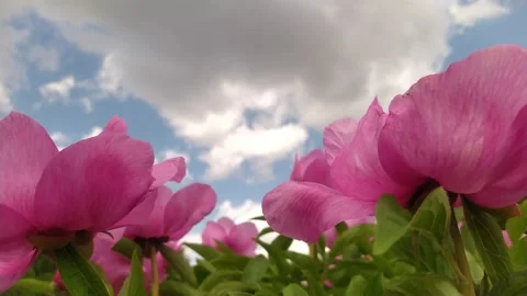Windy day in the peony garden Stock Footage 196254394