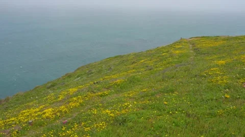 Windy Day in Point Reyes Stock Footage 239601215
