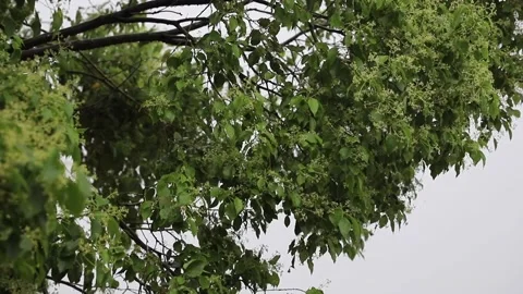 In a windy day, Rain drops on tree leaves and flowers of Cinnamomum camphora, Stock Footage 136468653