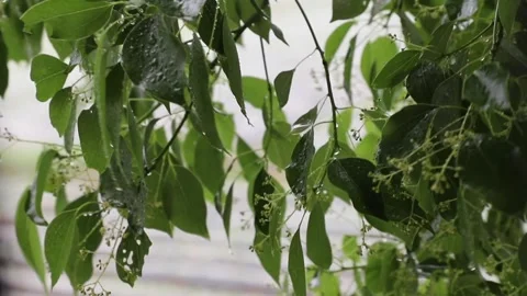In a windy day, Rain drops on tree leaves and flowers of Cinnamomum camphora, Stock Footage 136468663