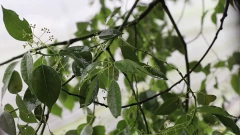 In a windy day, Rain drops on tree leaves and flowers of Cinnamomum camphora, Stock Footage 136468669