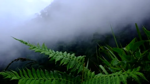 Windy day in the rainforest Stockbeeldmateriaal 173103060