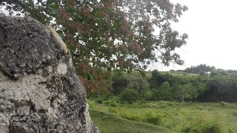 Windy day in a ravine full of trees 库存影片 100196202