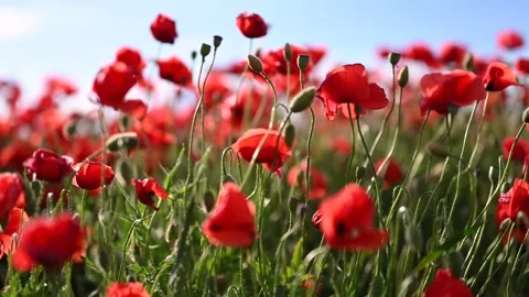 Windy Day in Red Poppies Field Stock Footage 196009171