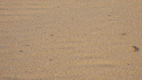 Windy day sand blowing sandy beach or desert Stock Footage 120520394