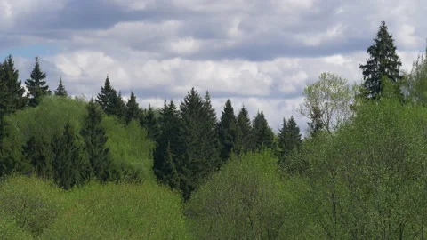 Windy day in spring forest. Stock Footage 131126257