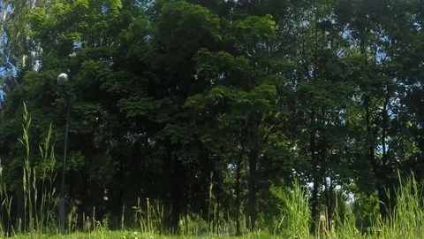 Windy day in a summer park timelapse Vídeo Stock 77283214