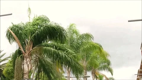 Windy Day three Stock Footage 151502664