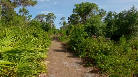 Windy day on the trail! Stock Footage 155259209