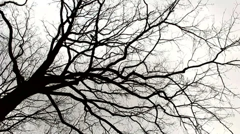 Windy day tree branches blowing storm Stock Footage 48701924