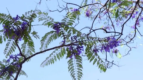 Windy day - tree Stock Footage 74780791