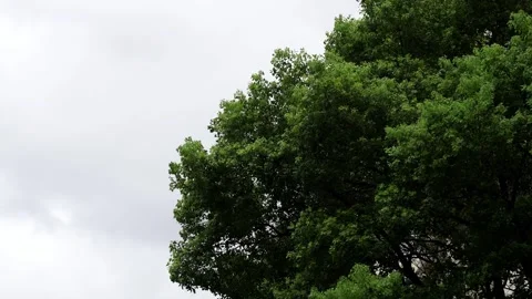 A windy day with trees blowing in Shanghai, China (4K) Stock Footage 344550550