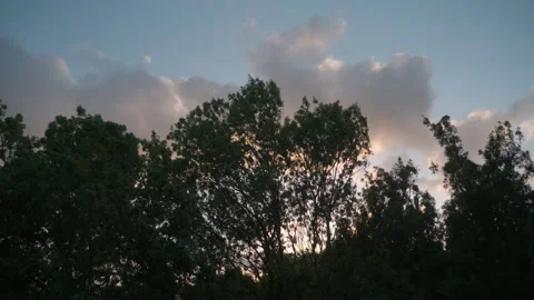Windy day with trees Stock Footage 188917022