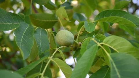 Windy day, walnut growing on the tree Stock Footage 279395752